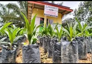 Baru 20 Persen Ikut PSR, DPW Apkasindo Sumbar Keluhkan Proses yang Berbelit-belit