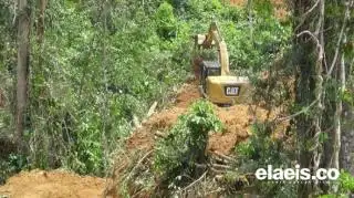 Ingatkan Perusahaan Sawit, DLHK Bengkulu: Jangan Rambah Hutan, Lakukan Reboisasi