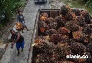 Naik, Sepanjang Maret Harga Sawit di Babel Dibandrol Rp2.328/Kg