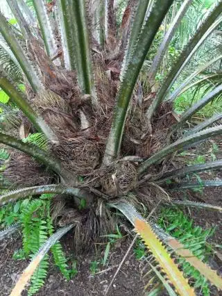 Petani Mengeluh Sawitnya Selalu Busuk, Disarankan Lakukan ini