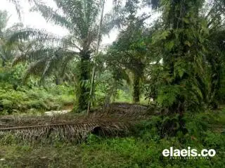 Gara-gara Petani Kesulitan, Korporasi Jadi Ikut Ambil Bagian di PSR