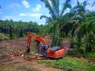 Meski Kuota Sedikit, Petani Sawit Rejang Lebong Diminta Manfaatkan PSR