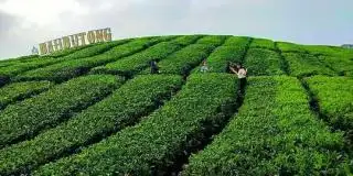 Kebun Teh PTPN IV Dikonversi Jadi Sawit, Warga Sewot