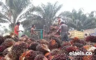 Naik Lagi, Harga TBS Sawit di Riau Hampir Sentuh Rp3.000/Kg