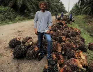 Cenderung Turun, Segini Harga Kelapa Sawit Swadaya di Sumut