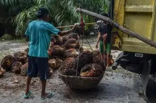 Periode Maret, Harga Kelapa Sawit di Sulbar Naik Jadi Rp2.272,36/Kg