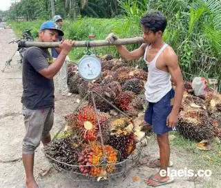 Turun Lagi, Harga Kelapa Sawit di Sumut Hanya Rp2.845,02/Kg