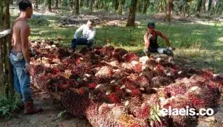 Siasat Petani Sawit di Siak Siapkan Dana untuk Beli Pupuk
