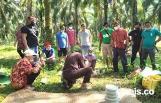 Pemerintah Bentuk Satgas Sawit, DPD: Persoalan Pokok Adalah PSR yang Masih Jauh dari Ideal