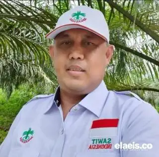 Turun Tipis, Harga Kelapa Sawit di Kaltim Rp2.497,46/Kg