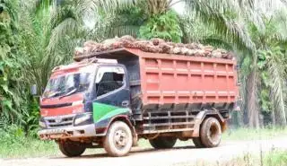 DBH Sawit Mau Cair, ini Faktor Penentu Persentase Jatah Daerah Penghasil