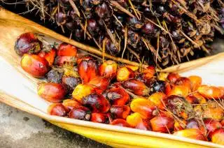 Kabar Kurang Baik! Harga CPO Malaysia Diramal Merosot Pekan Depan, Ini Pemicunya