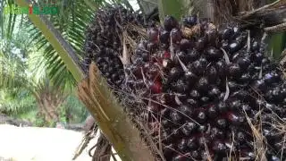 Lika-liku Petani Sawit di Daerah Transmigrasi Kabupaten Donggala Provinsi Sulawesi Tengah
