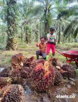 Ini Daftar Harga TBS Sawit Mitra Swadaya di Riau