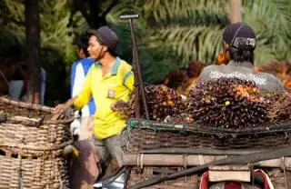 Makin Berkibar, Harga TBS Sawit di Jambi Naik Lagi