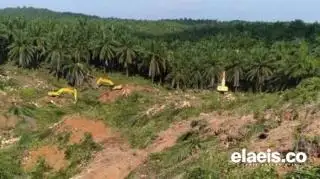 Replanting, Upaya untuk Menjaga  Keberlanjutan Industri Kelapa Sawit di Bengkulu.