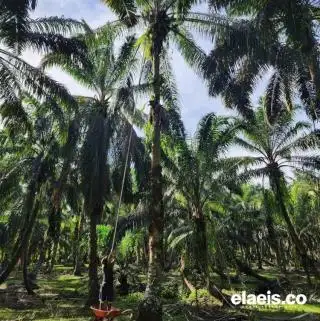Pemda di Bengkulu Mesti 'Sikat' Pabrik Sawit Tanpa Kebun dan Menolak Bermitra dengan Petani