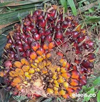 Agar CPO Indonesia Tak Kena Blacklist, Petani Jangan Tanam Sawit di Dalam Kawasan Hutan