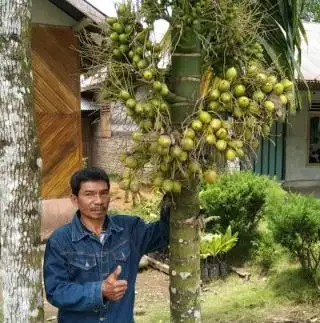 Petani Sawit di Bengkulu Mulai Eksplorasi Potensi Tanaman Pinang