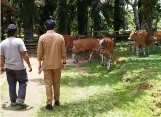 Siska Berpotensi Kembangkan Sapi Hingga 2,9 Juta Ekor di Kalbar