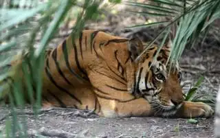 Hutan di Bengkulu Selatan Banyak Jadi Kebun Sawit, Harimau pun Berang!