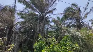 Cuaca Buruk Bikin Tanaman Sawit Kering, Begini Respon Bupati Bengkulu Selatan