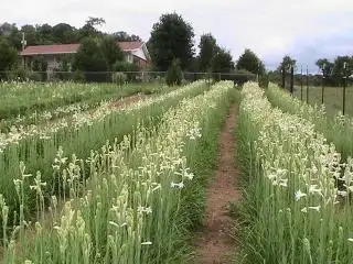 Petani yang Mau Tambah Penghasilan Bisa Coba Tanaman ini, Bisa Dapat Rp 7 Juta Sebulan