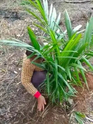 Petani Sebaiknya Menanam Bibit Sawit di Akhir Musim Kemarau, ini Tujuannya