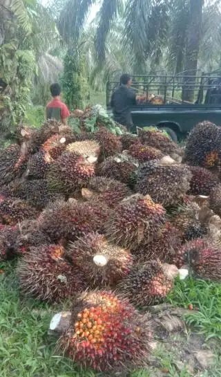Waduh, Harga TBS Sawit Jambi Periode 22-28 September Turun Lagi