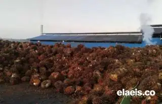 Kembali Naik, Harga Kelapa Sawit di Sumut Dipatok di Angka Rp2.449,98/Kg