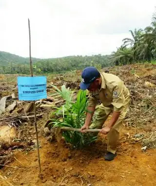 Tersedia Dana Rp 90 Miliar, Petani Sawit Sanggau Diminta Tak Sia-siakan Hibah PSR