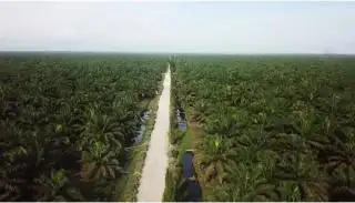 9 Kabupaten/Kota di Aceh Dapat Alokasi Program Sarpras Sawit, Berikut Rinciannya