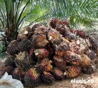 Naik Lagi, Harga Sawit di Kalbar Rp2.321,07/Kg
