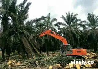 Dana PSR Rp60 Juta/Hektar Bakal Dinikmati Petani Sawit, Disbun Riau: Kita Tunggu Permennya Terbit