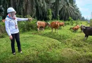 2024, Disbunnak Kalsel Prioritaskan 4 Program Unggulan