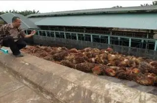 Harga TBS Kelapa Sawit Kaltim Turun Tipis di Pertengahan Desember 2023