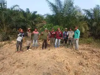 Sudah 604 Hektar Kebun Sawit KUD Bukit Jaya Direplanting, Hasilnya Menggiurkan
