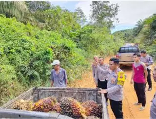 Penjarahan Sawit Melebar ke Kotim, Begini Respon Pemda Setempat