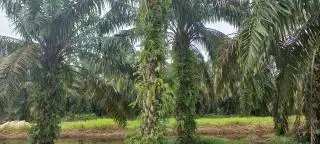 Kebun Sawit di Rohul Meningkat Jadi 39,4 Ribu Hektar, Disnakbun: Banyak Petani Karet Beralih
