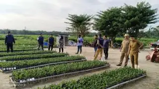 Penyuluh Diharapkan Buka Peluang Bisnis Bibit Bagi Kelembagaan Pekebun Sawit