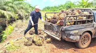 Kampus dari Kalimantan dan Sulawesi Diharapkan Ikut Selenggarakan Beasiswa Sawit