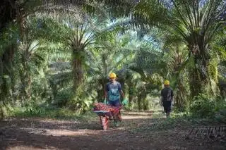 Sempat Ditolak Masyarakat, PT GMM Terus Bangun Kebun Plasma