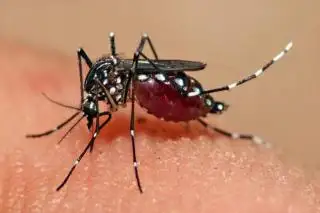 Cegah DBD, Petani Sawit Diminta Pakai Losion Anti Nyamuk