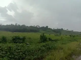 Dana Peremajaan Cair Rp 18 Milyar, Kebun Sawit di Empat Desa Malah Jadi Belukar
