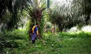 Biaya Tebas Rumput di Kebun Sawit Capai Rp 1,8 Juta Per Hektar