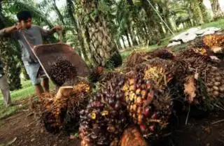 Petani Sawit Keluhkan Diskriminasi Bank dalam Penyaluran KUR