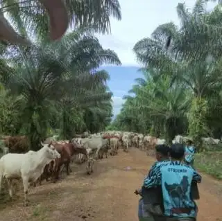 Melalui Program SISKA, Petani Sawit Bisa Dua Kali Bergelar Pahlawan Devisa