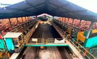 Indeks K Kemitraan Plasma di Riau Naik, Swadaya Sebaliknya