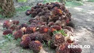Harga Sawit di Sumbar Naik Lagi Jadi Rp2.958,30/Kg