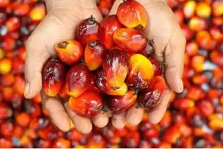 Ada Perusahaan Sawit Tak Jujur Sampaikan Data di Rapat Penetapan Harga TBS Riau